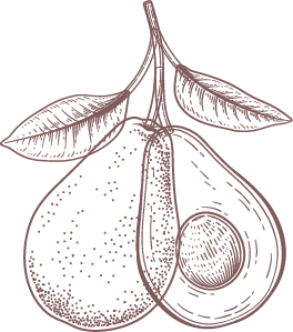 PerseaGratissimaAvocado