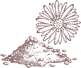 EcliptaProstrataextract