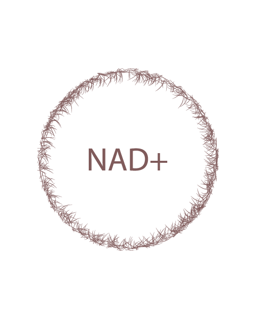 NAD+