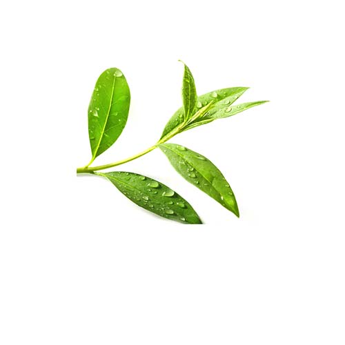TeaTreeLeaf
