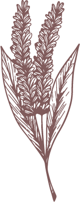 AmaranthusCaudatusSeed