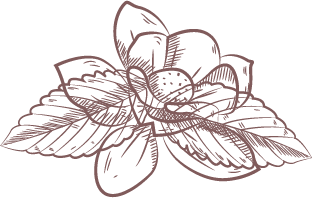 CamelliaSinensisLeaf