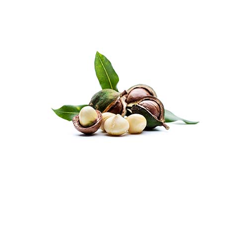 MacadamiaIntegrifoliaSeedOil